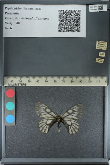 Media type: image;   Entomology 179964